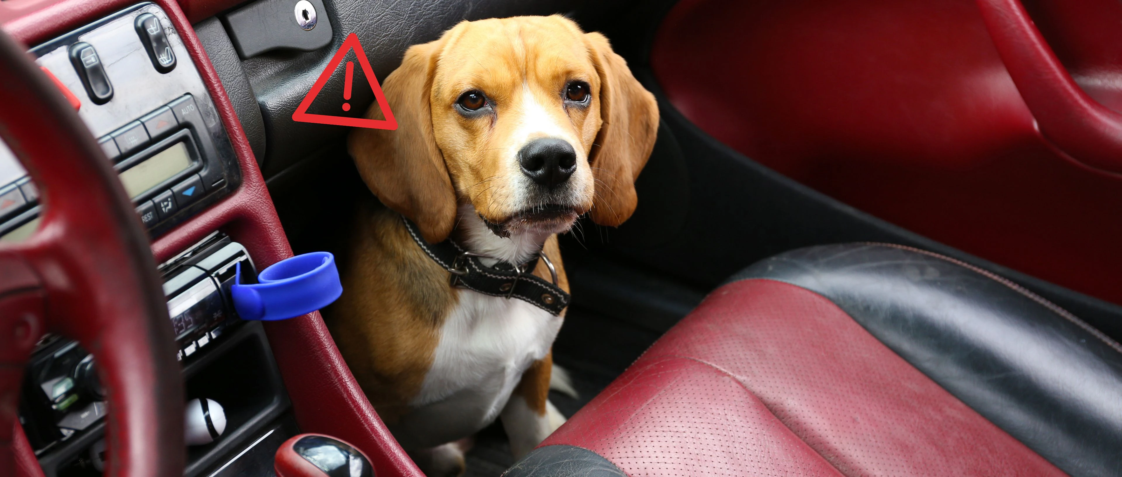 chien dans une voiture