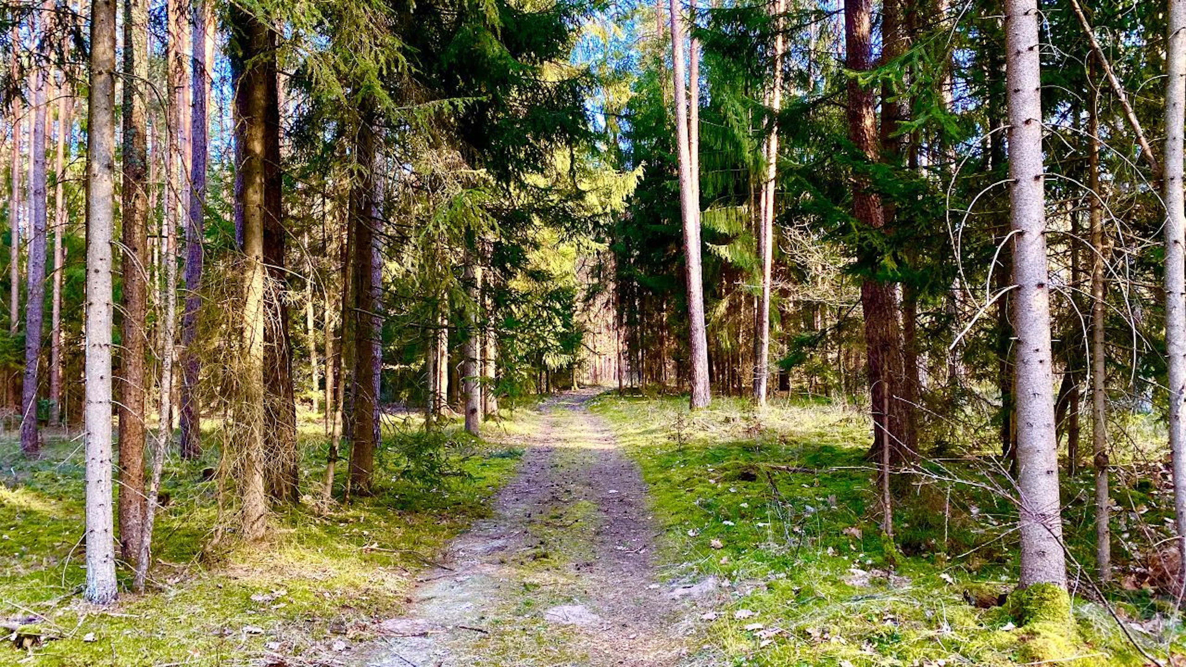 Route forestière