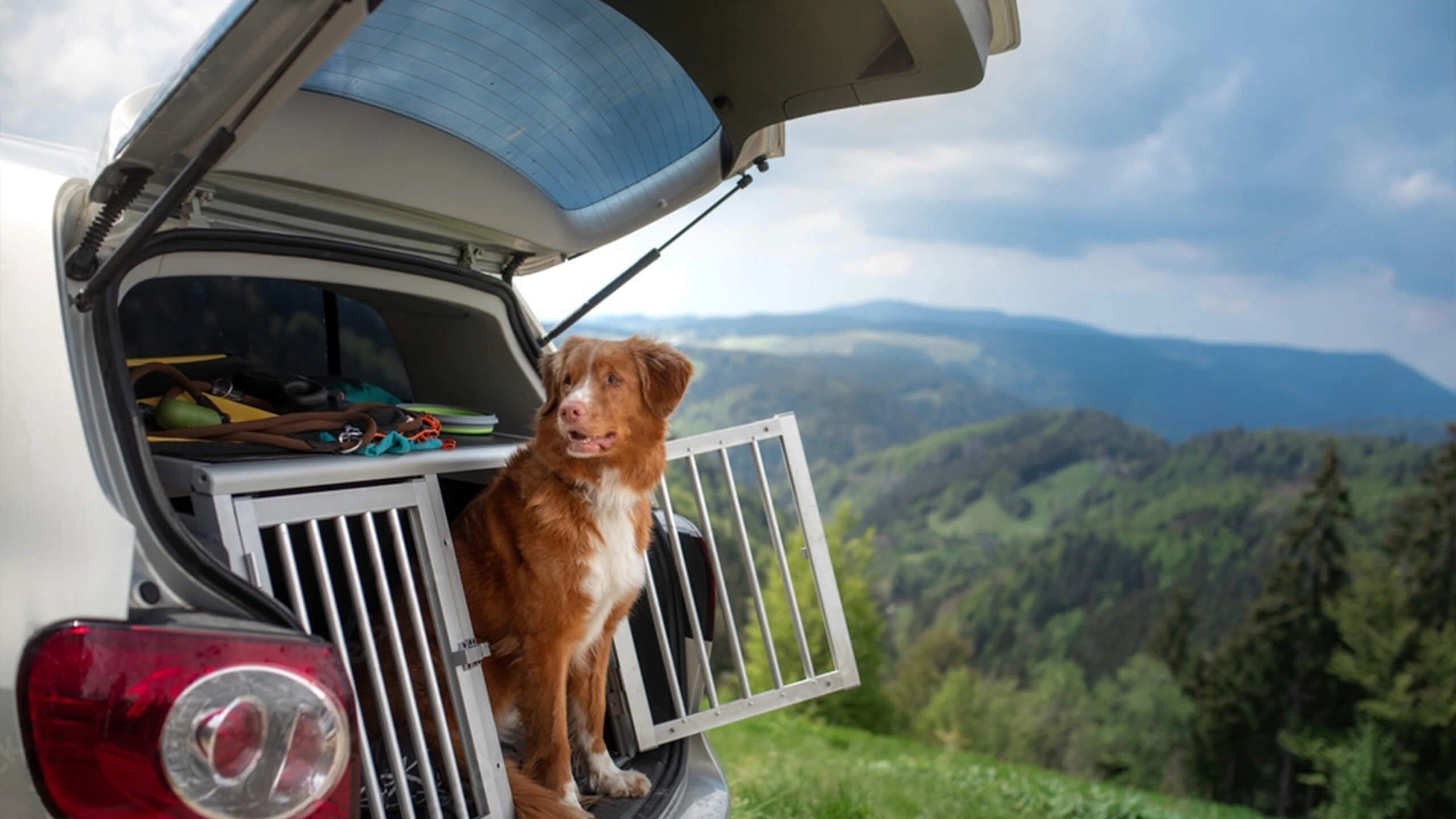 Un chien sortant de sa caisse de transport à l'arrière d'une voiture, avec un paysage montagneux en arrière-plan