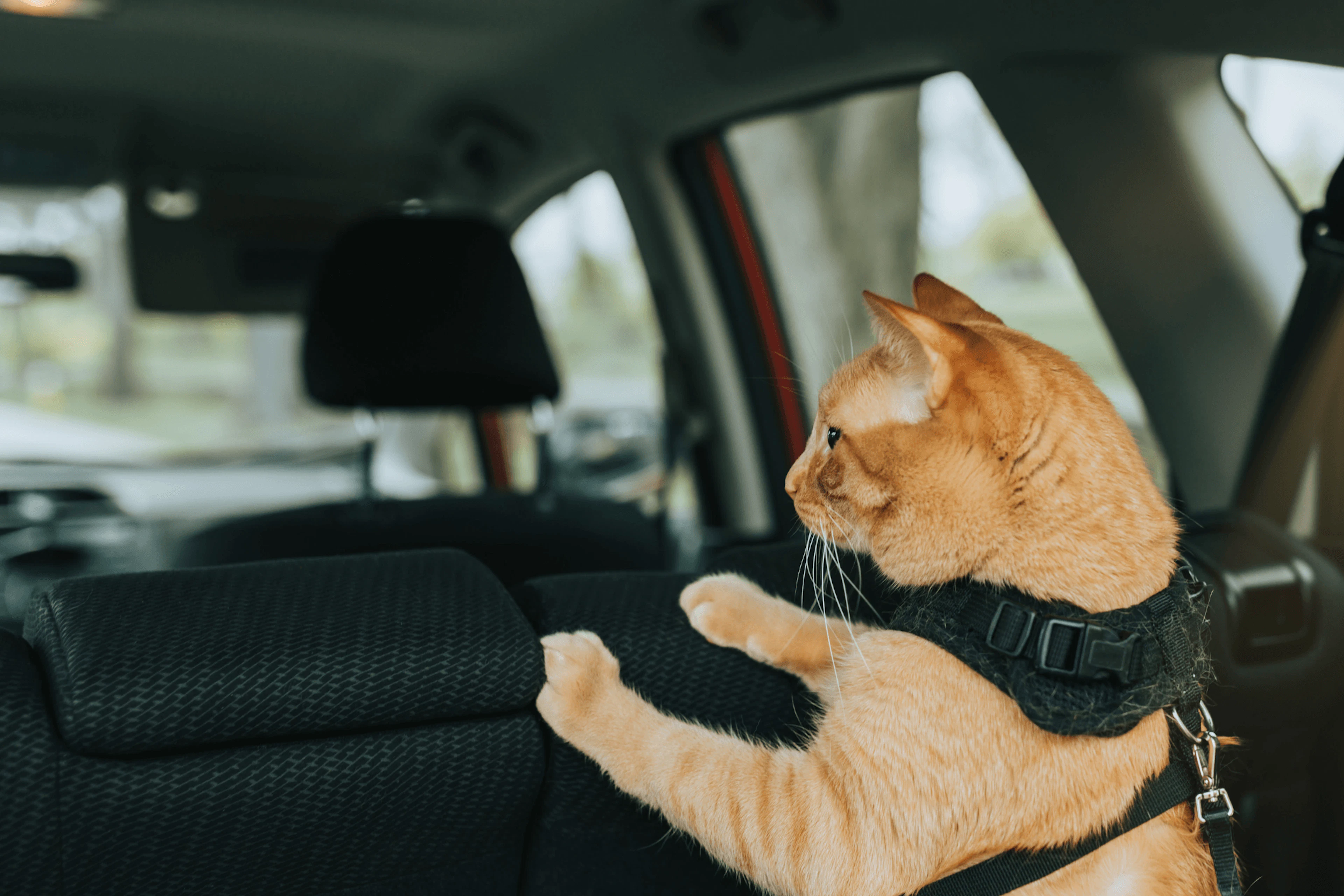 Un chat à l'arrière d'une voiture, portant une laisse de sécutiré